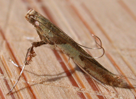 Box-elder Leafblotch Miner 